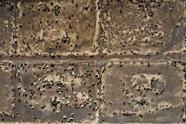 istock Mass Scale Beef Cattle Farm from Above, USA 1160863849