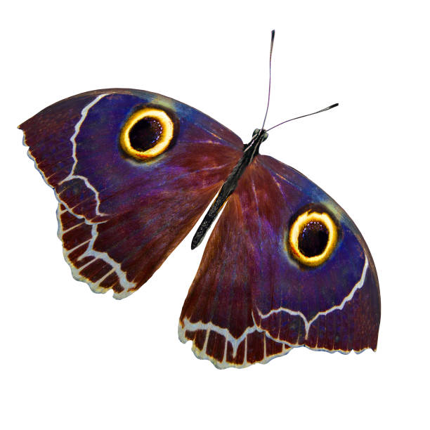 istock tropical purple butterfly. isolated on white background 1160865570
