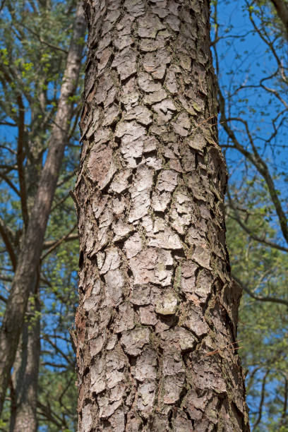 fermez-vous vers le haut de l'écorce d'arbre de pin de loblolly - pine tree loblolly pine loblolly forest photos et images de collection