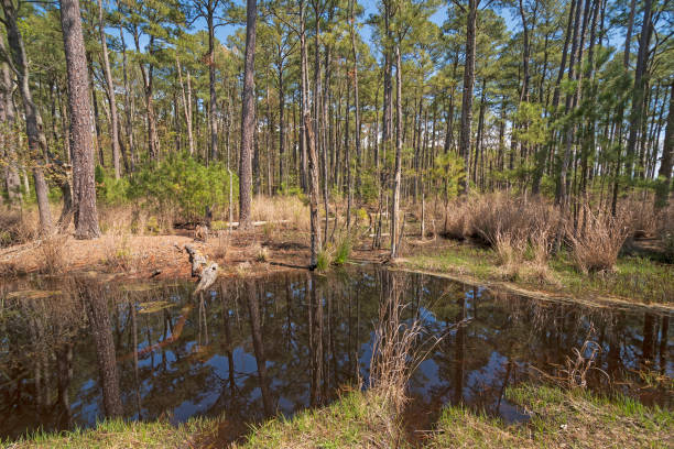 istock Forest in the Wetland Waters 1160865962