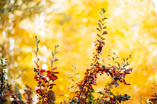 Bearberry shrub with autumn leaves in sunset close-up. Fall multicolor leaves of green red colors. Berry on cotoneaster branch on yellow sunny bokeh background in golden hour. Rich flora in sunrise.