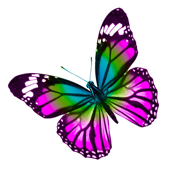 istock tropical colorful butterfly isolated on white background 1160867258