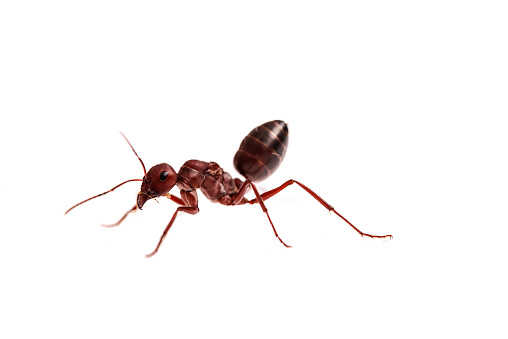Cataglyphis nodus Queen Ant isolated white background