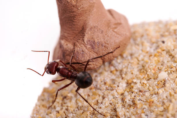In a close-up view of the forest floor, leafcutter ants are seen carrying sections of leaves back to their colony, displaying remarkable teamwork and coordination