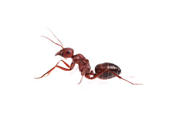 Cataglyphis nodus Queen Ant isolated white background
