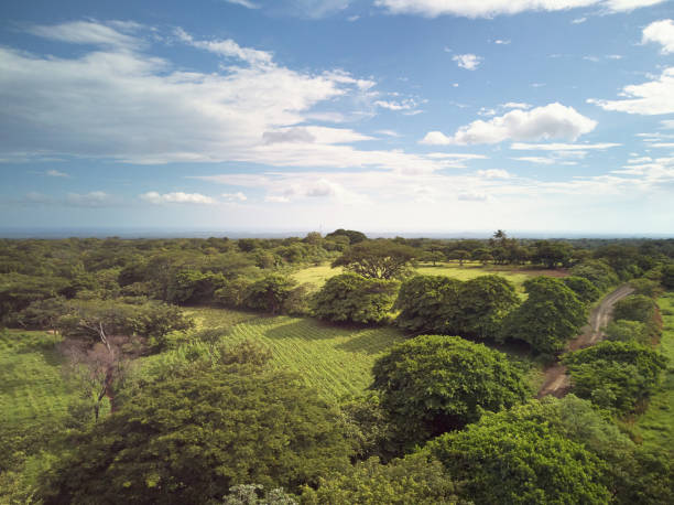 campos agrícolas verdes al atardecer - ariel cisjordania fotografías e imágenes de stock