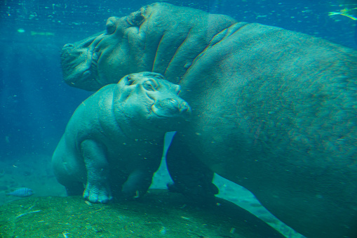 Baby hippo with its mother