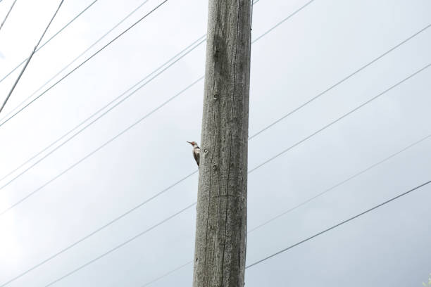 istock Northern Flicker on a Utility Pole in Canada 1160870871