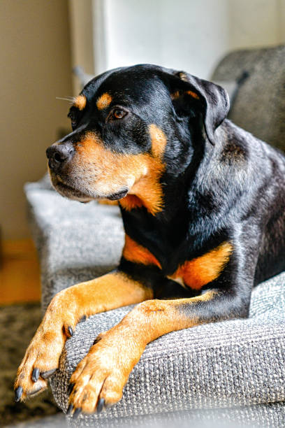 istock Rottweiler Mix Dog Lounging Indoors on Couch Angled. 1160872523