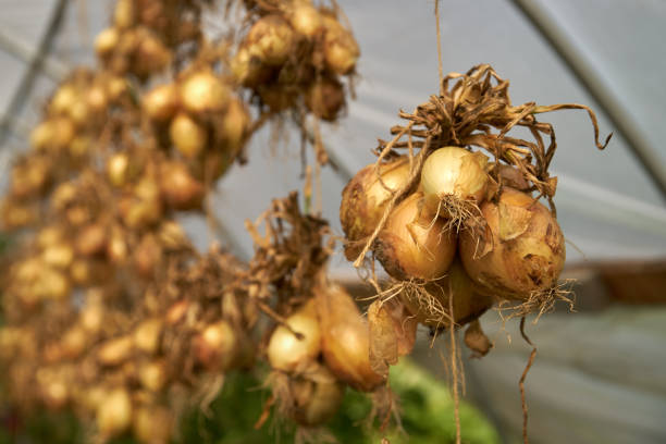 Onions hanging to dry in a green house.