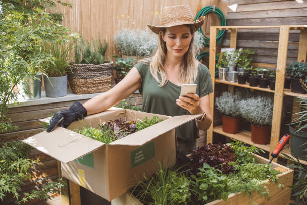 istock Preparing veggies from organic farm for delivery 1160879309