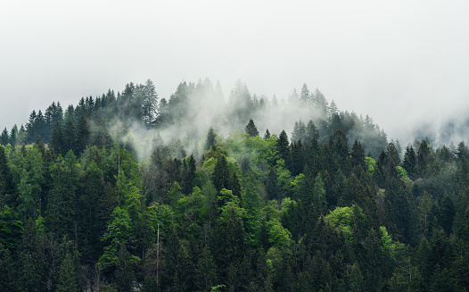 An aerial shot of a hazy forest in Occidental, California.