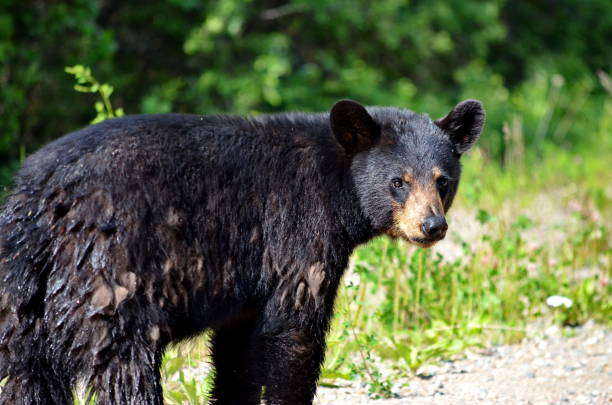 istock Black bear walking along gravel road 1160879547