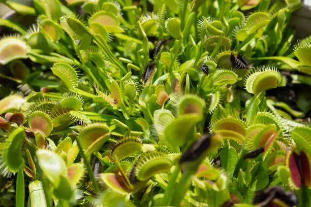 Venus flytrap in the sun