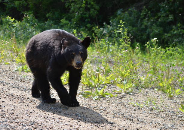 istock Black bear walking along gravel road 1160879645