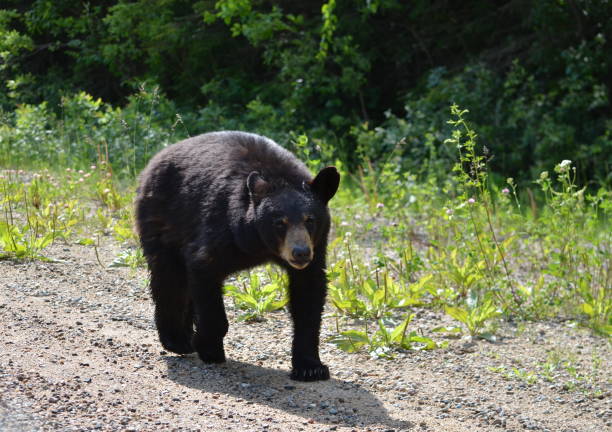 istock Black bear walking along gravel road 1160880373