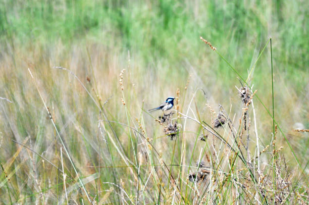 istock Blue Wren - Male Bird 1160880383