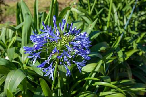 Bogotá, Colombia - An umbel of bright blue Agapanthus Praecox flowers in the morning sunlight. It is commonly seen around the Capital City and other parts of the Andes and seems to thrive with little care or attention. It often called the African Lily.