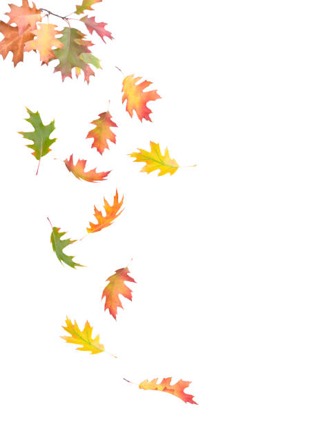 istock Autumn oak leaves isolated 1160883410