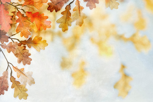 Autumn fall oak leaves on a textured background