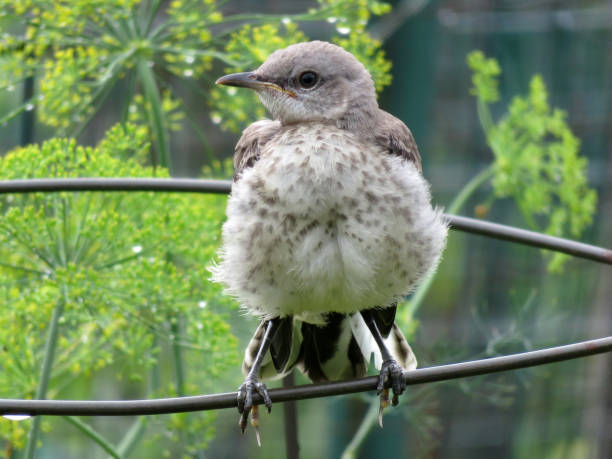 istock Mockingbird Clinging to the Fence 1160883744