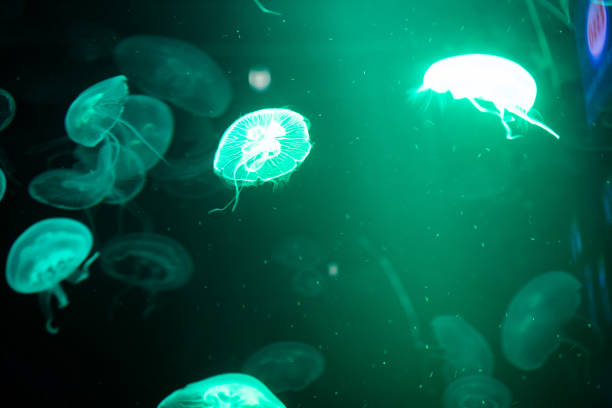 istock Sea Moon jellyfish with blue light background 1160883895