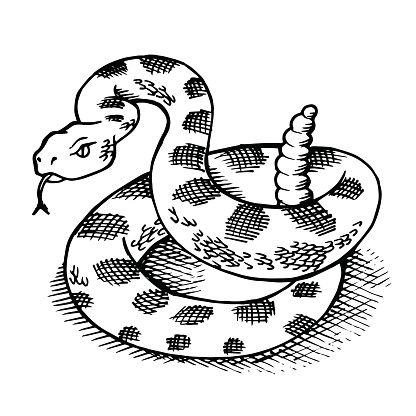 Vintage engraving style sketch of a coiled rattlesnake ready to strike. Vector Illustration as seen in older biology textbooks or encyclopedias.
