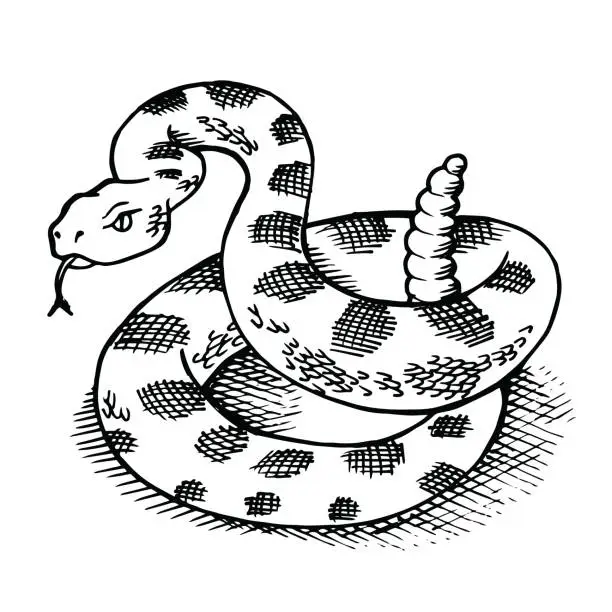 Vector illustration of Sketch of a coiled rattlesnake ready to strike