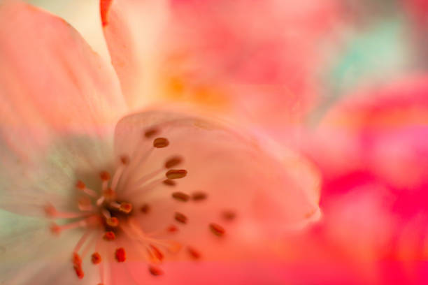 istock Neon colored fresh pale transparent jasmine flower macro Close-up. Bright iridescent holographic foil background. Multicolor trendy backdrop. Copy space. Soft focus, blurred. Light distortion effect 1160884892