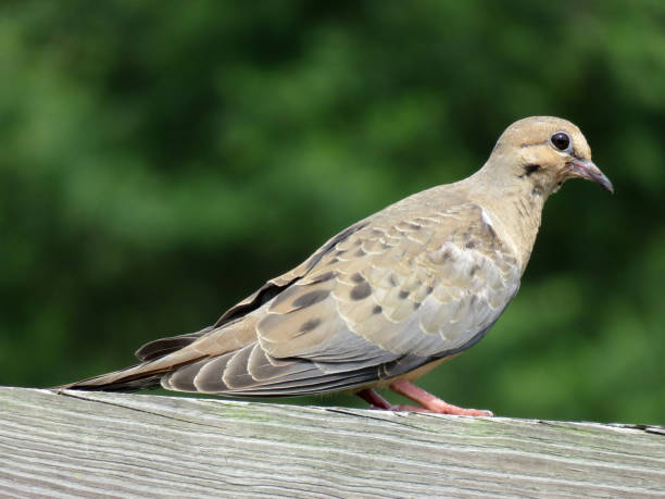 istock Summer Pigeon in July 1160885733