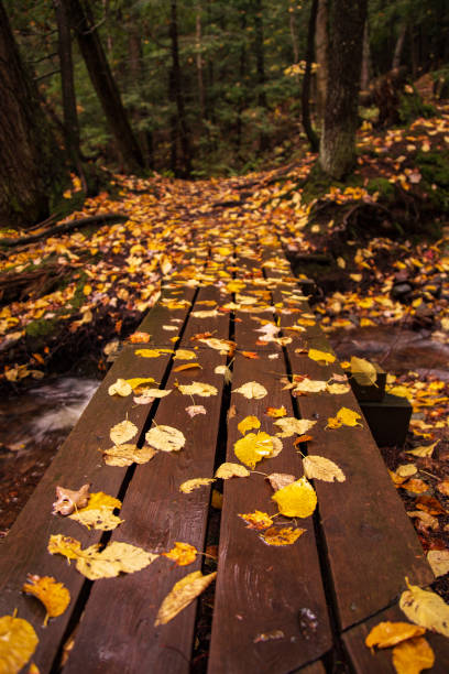 Hiking Path in Fall stock photo