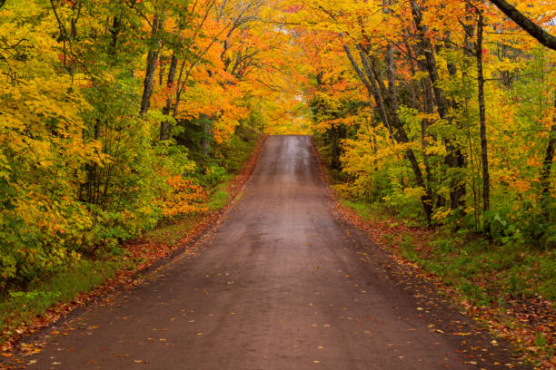 A forest road under maple tree's in the fall. stock photo