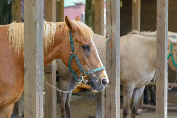 istock brown horses standing in their stable 1160885825