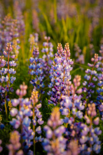 Lupine with the warm glow of the setting sun stock photo