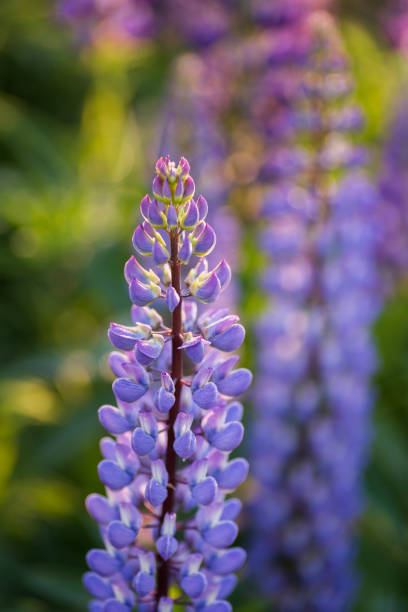 Select Focus Lupine Flower stock photo