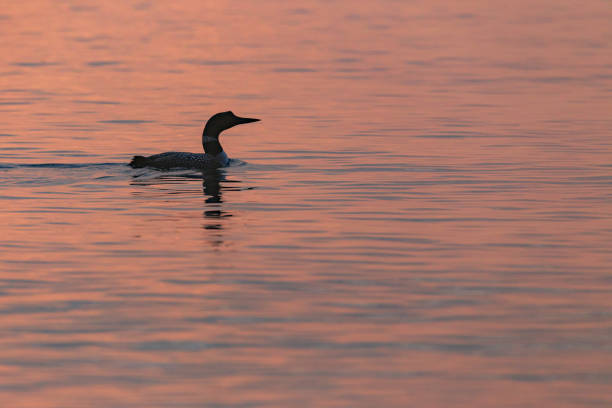 Loon in dawns light stock photo