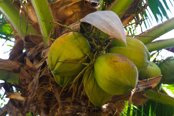 Coconut palm tree with fruits, Asia