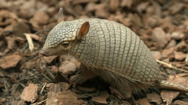 side view of a screaming hairy armadillo a side view of a screaming hairy armadillo in washington d.c. armadillo stock pictures, royalty-free photos & images