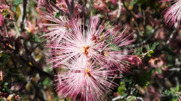 Photo of close up of fairyduster flowers in arizona