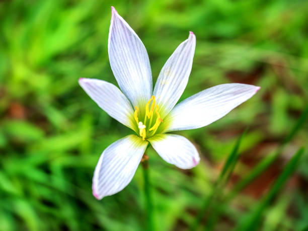 istock White flowers in nature 002 1160888312