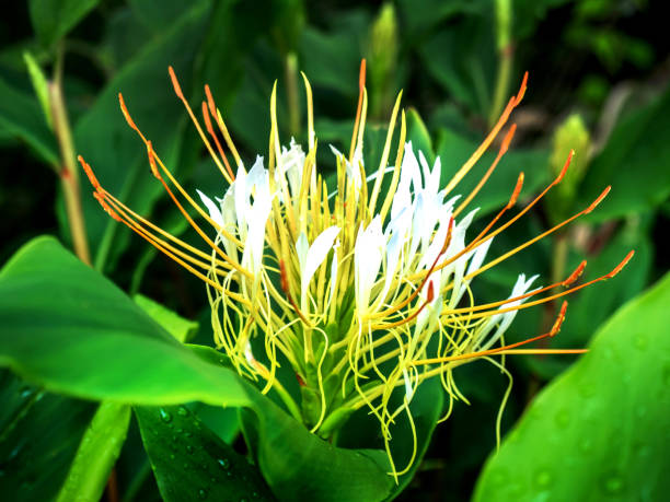 istock White flowers in nature 003 1160888326