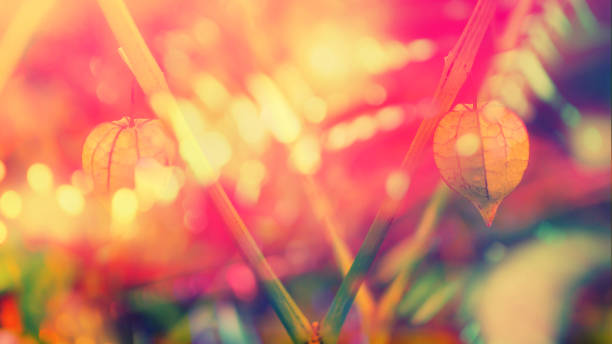 istock colorful bokeh  with Tropical  fruit  spring nature background 1160888633