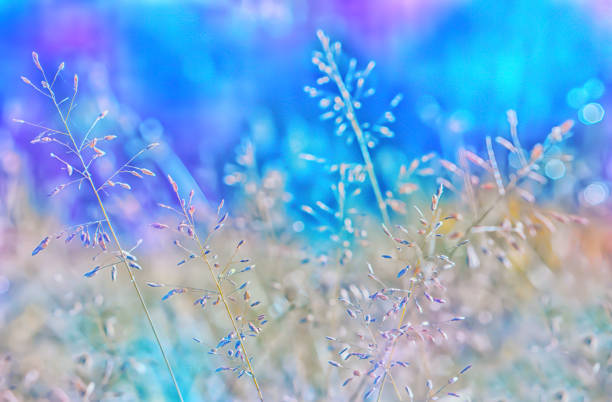 istock spring grass flower with colorful bokeh  abstract spring  nature  background 1160888678
