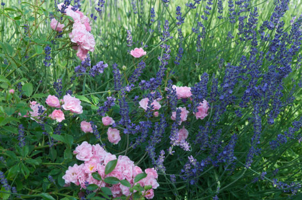 istock pinnk roses and lavender in a garden 1160889909