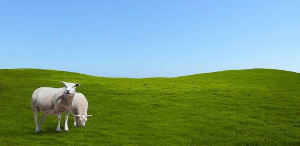 istock Sheep grazing in the meadow. 1160890664