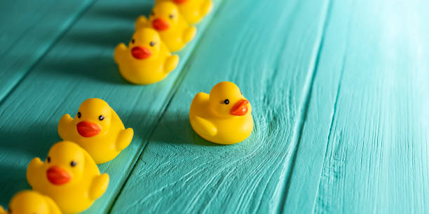 Line of yellow rubber ducks, moving in an orderly line, with one yellow duck breaking ranks moving out of the line following it's own direction, set on a turquoise colored wooden grained background, conceptually representing water. Line of yellow rubber ducks, moving in an orderly line, with one yellow duck breaking ranks moving out of the line following it's own direction, set on a turquoise colored wooden grained background, conceptually representing water. Concept image representing; standing out from the crowd, against the grain, freedom, individuality, against the grain, change, innovation etc. ducks in a row concept stock pictures, royalty-free photos & images