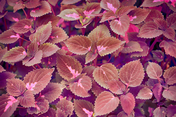 istock colorful leaves spring nature wallpaper  background 1160892386
