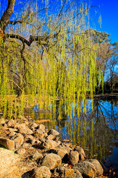 The Castlemaine Botanical Gardens in winter