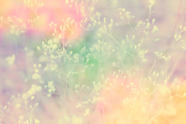 istock grass flower blooming  with colorful  filter effect, fresh spring nature  wallpaper abstract background 1160894101