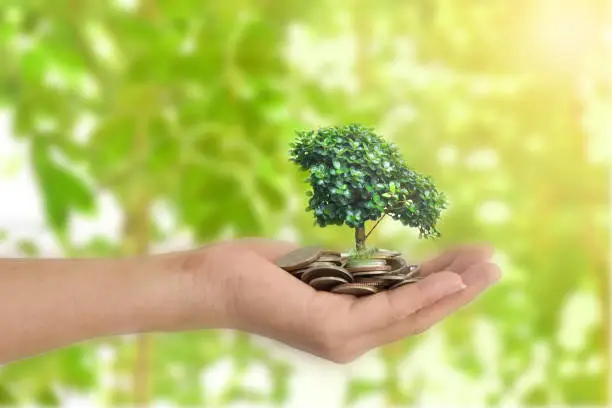 Photo of Hands holding tree sprouting from a handful of coins. Investment concept